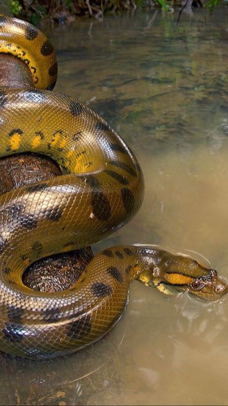 Anaconda Terbesar yang Pernah Ditemukan di Dunia, Panjang 10 Meter dan Bobot 400 Kg