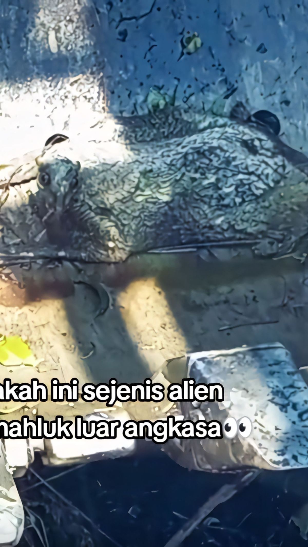 Operator Beko Temukan Makhluk Aneh Saat Bekerja, Kayak Tupai Tapi Punya Selaput, Dikira Alien Ternyata...