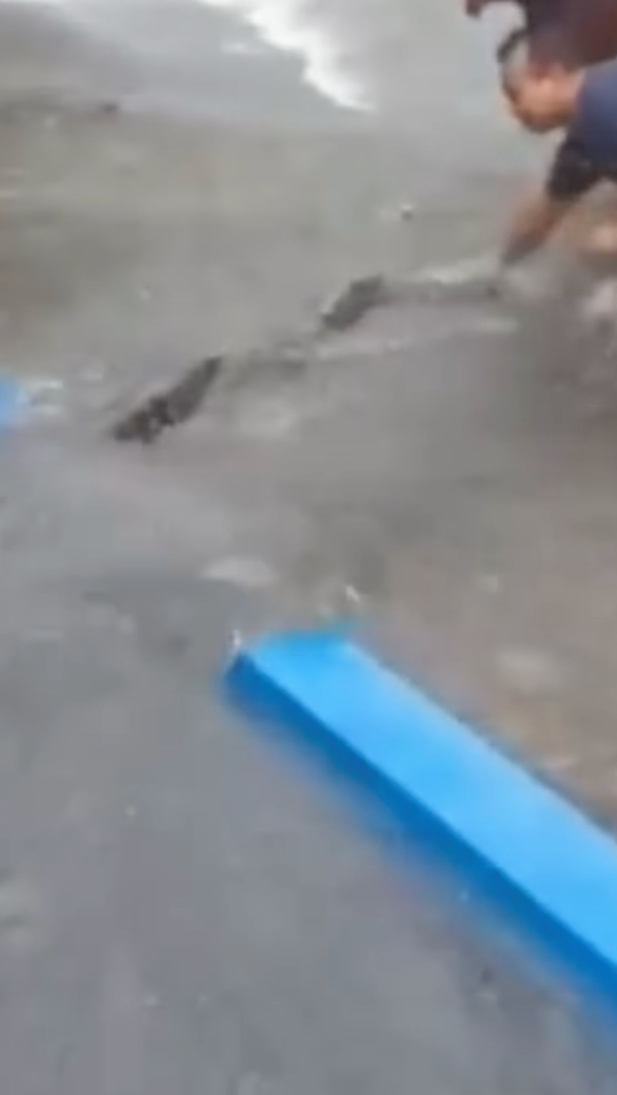 Viral Video Damkar Evakuasi Ular Saat Banjir, Warganet Salfok dengan Suara Emak-emak