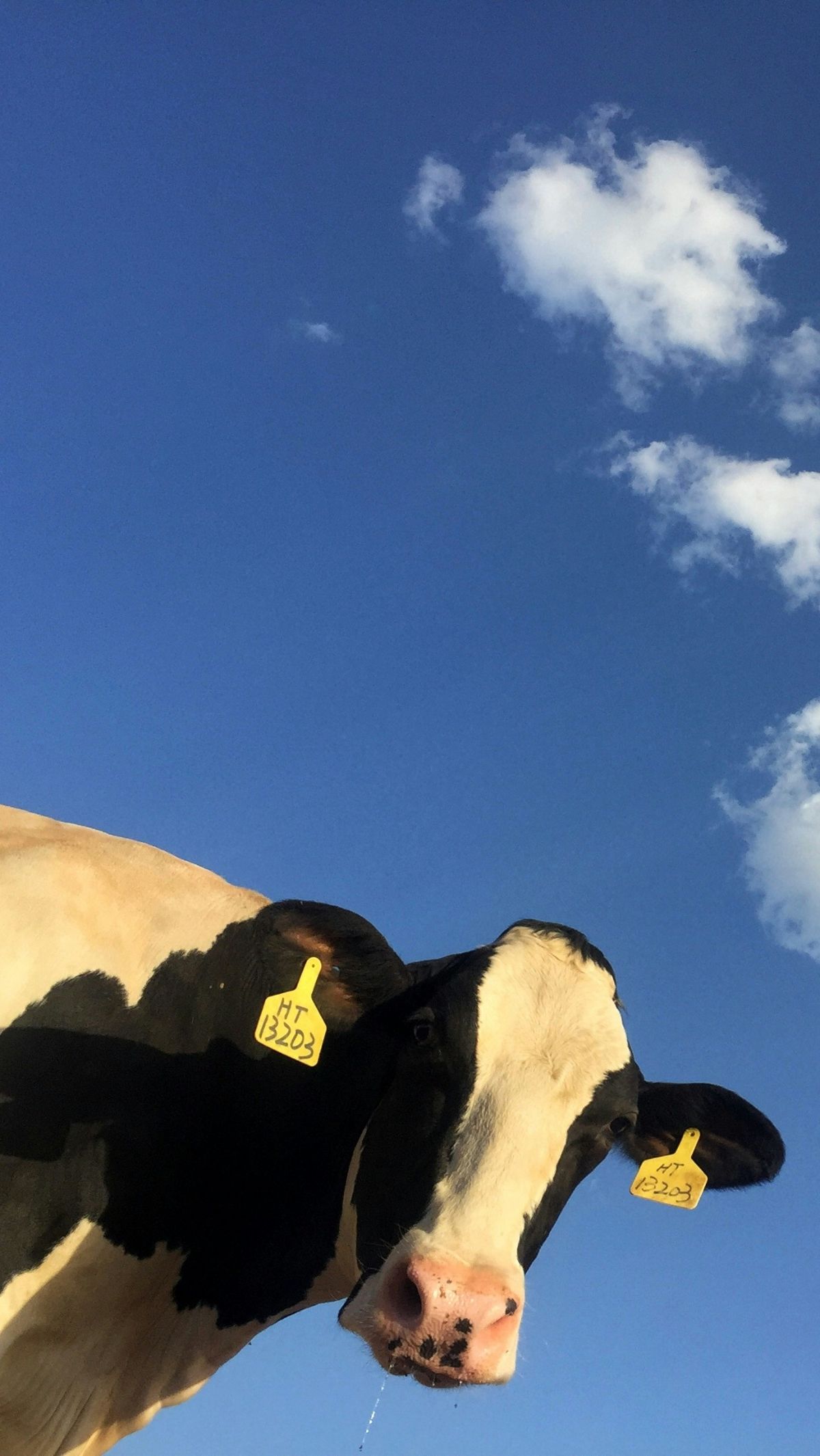 Sapi Friesian Holstein