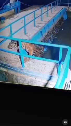 Viral Detik-Detik Harimau Berenang di Bendungan Pasaman Barat, Warga Diminta Waspada