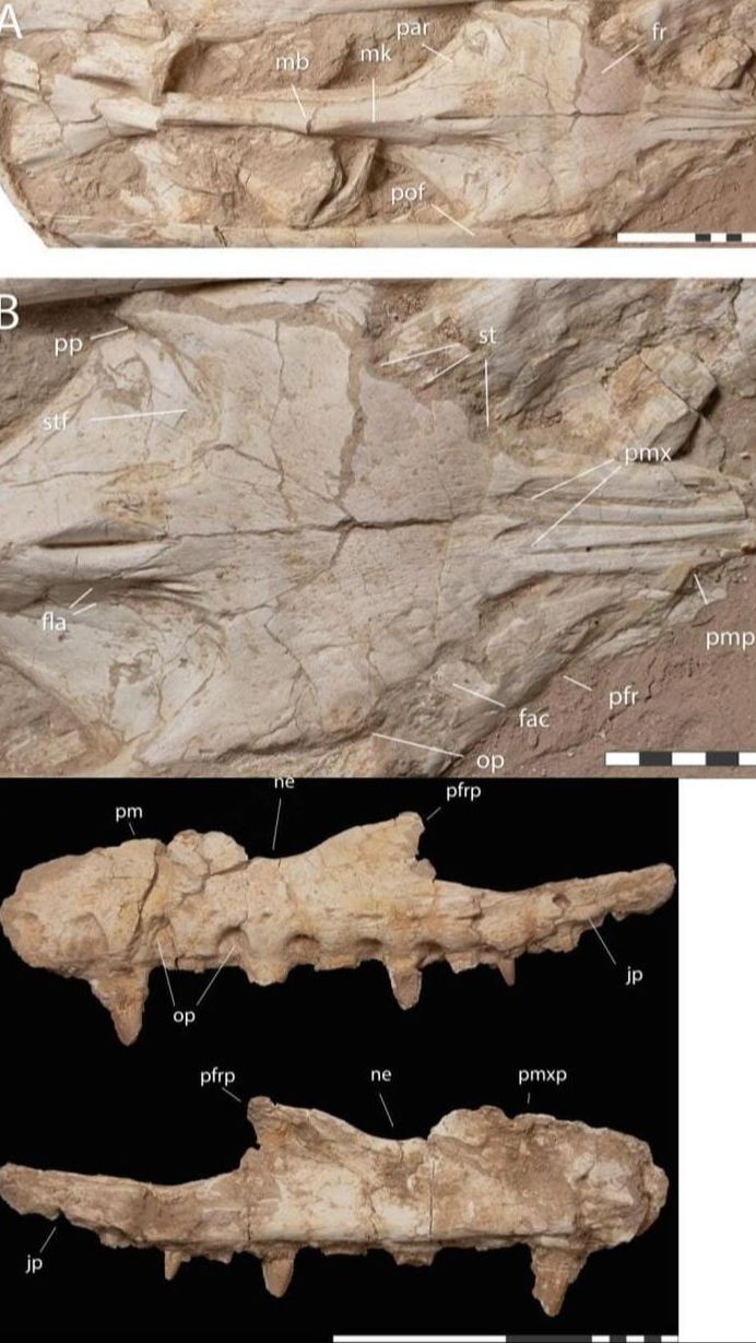 Fakta Monster Laut Mosasaurus