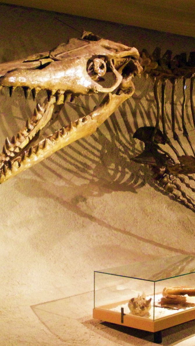 Ciri Fisik Mosasaurus