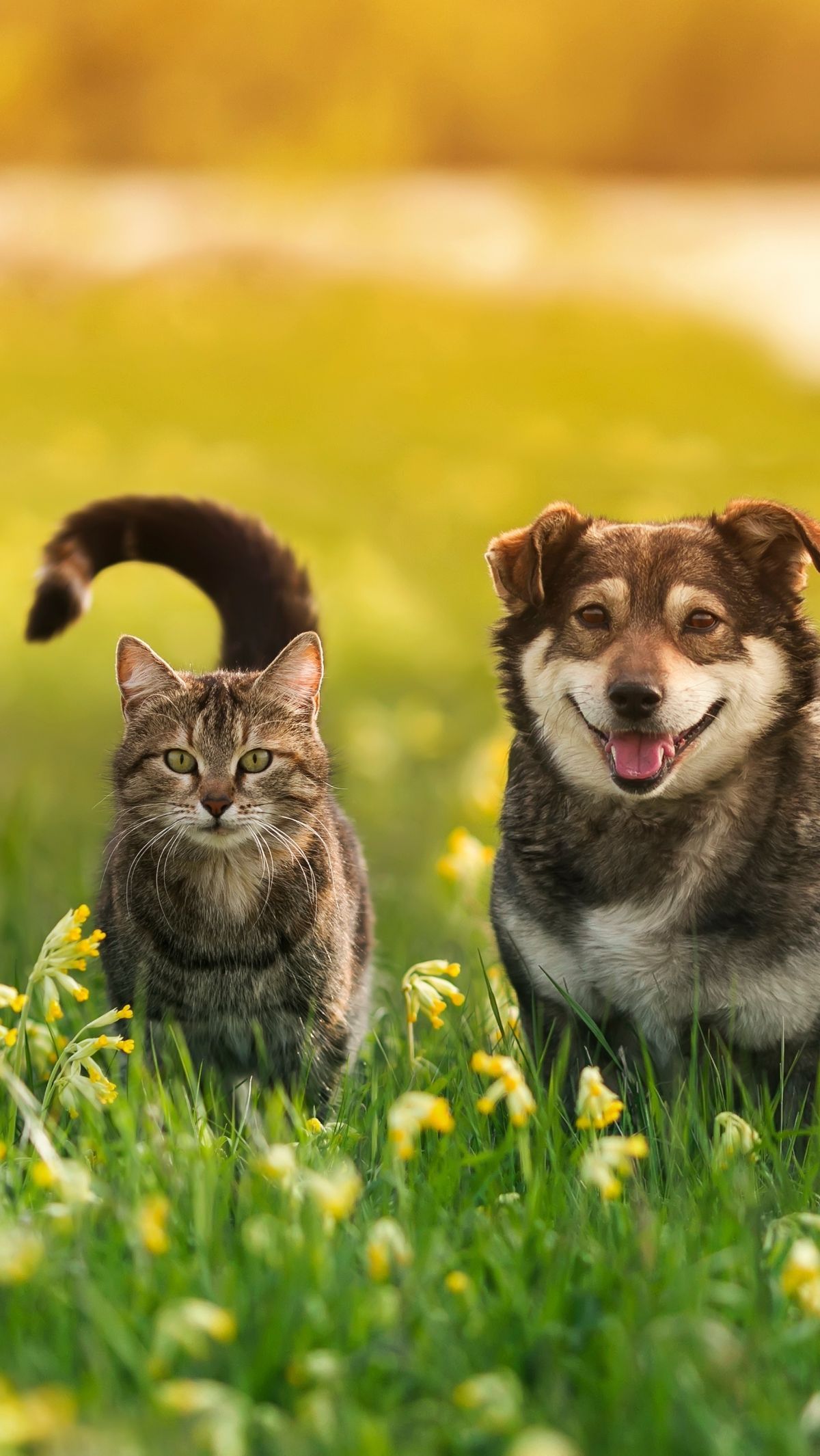 Kucing dan Anjing Juga Bisa Jerawatan, Bagaimana Cara Mengatasinya?