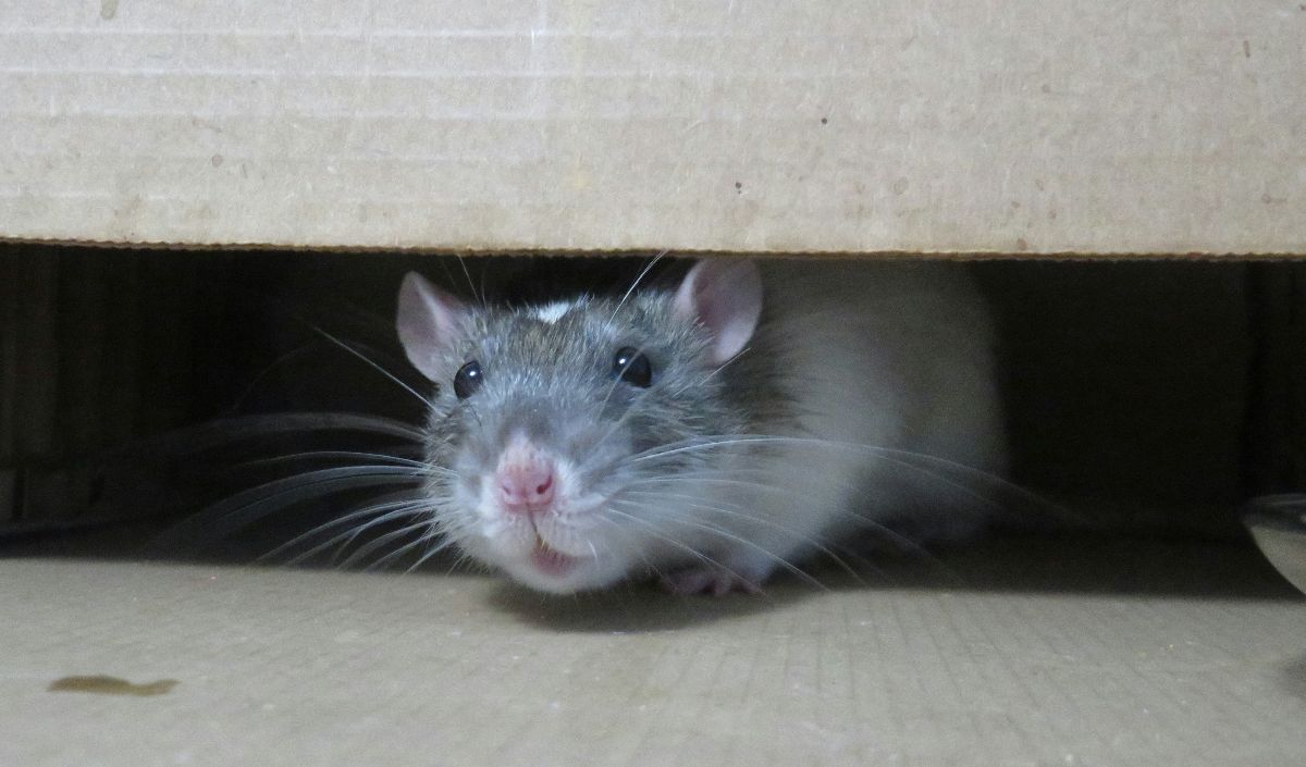 Cara Mengusir Tikus agar Tidak Kembali Lagi