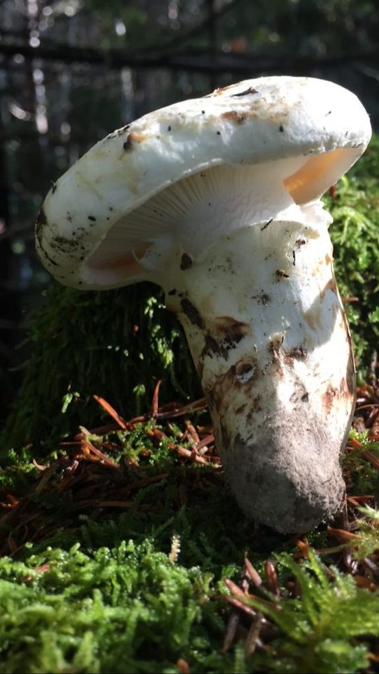 Matsutake, Jenis Jamur Paling Mahal di Dunia