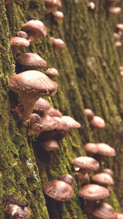 Budidaya Jamur Matsutake