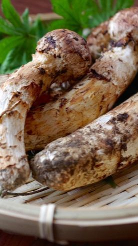 Produksi Jamur Matsutake