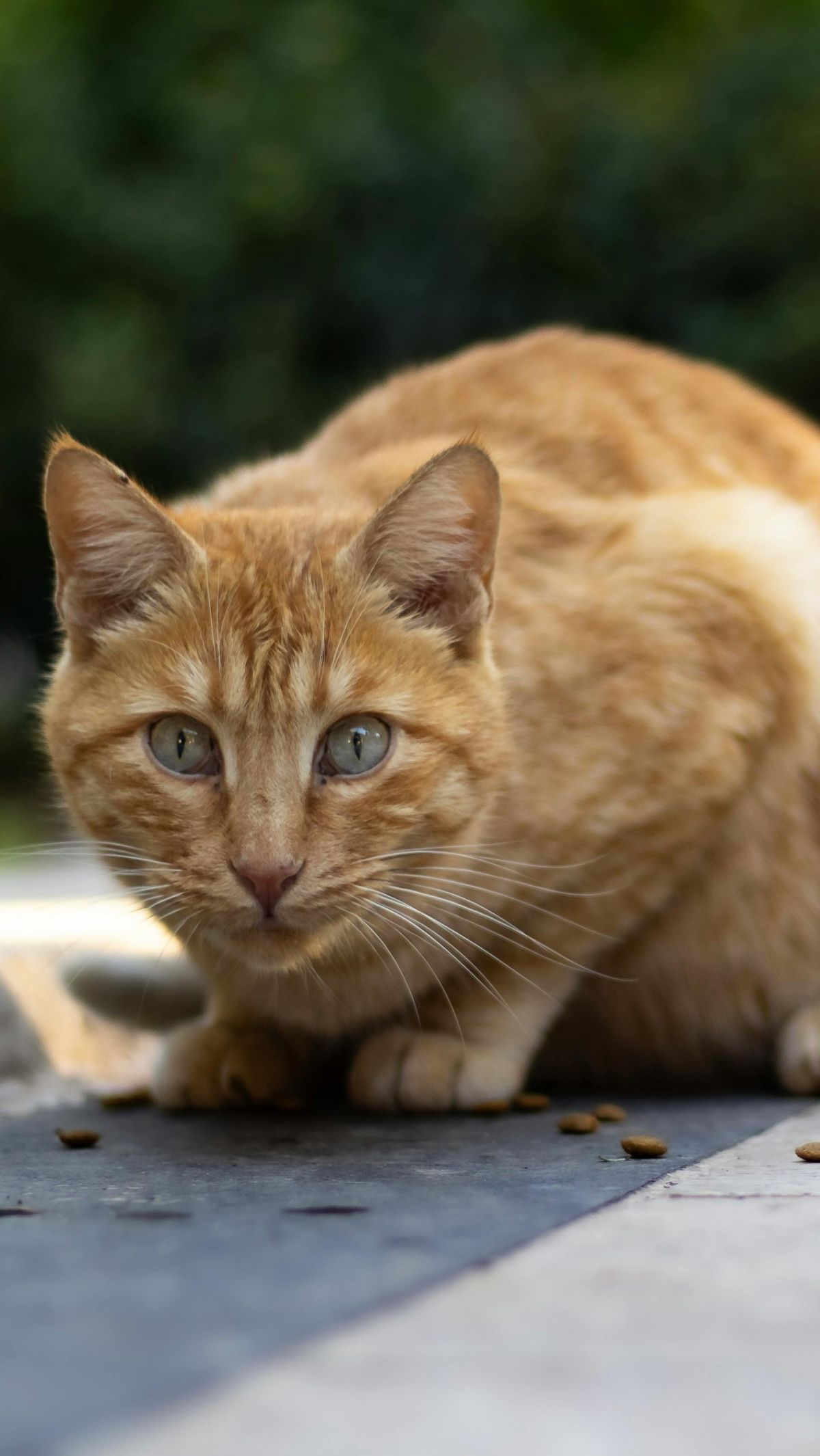 Doa Tidak Sengaja Menabrak Kucing, Lengkap dengan Cara Menguburkannya secara Islam