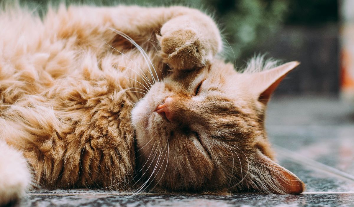 Hukum Menabrak Kucing dalam Islam