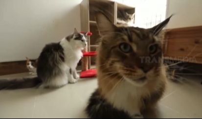 Kamar Kucing