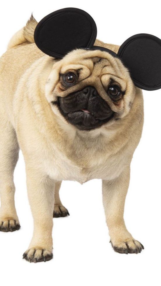 Tren Operasi Telinga Kucing dan Anjing Agar Mirip Mickey Mouse di China Memicu Protes