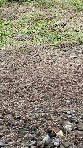 Dikira Daun Jatuh, Ternyata Jutaan Kaki Seribu Sedang 'Parade' Seperti Aliran Sungai, Videonya Bikin Merinding