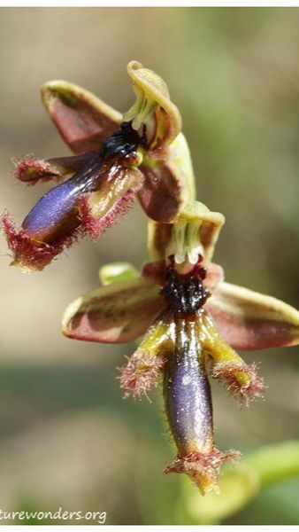 Ophrys Regis-Ferdinandii