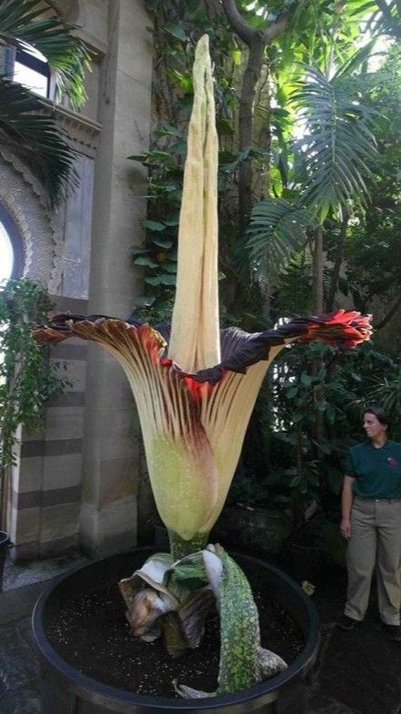 Titan Arum