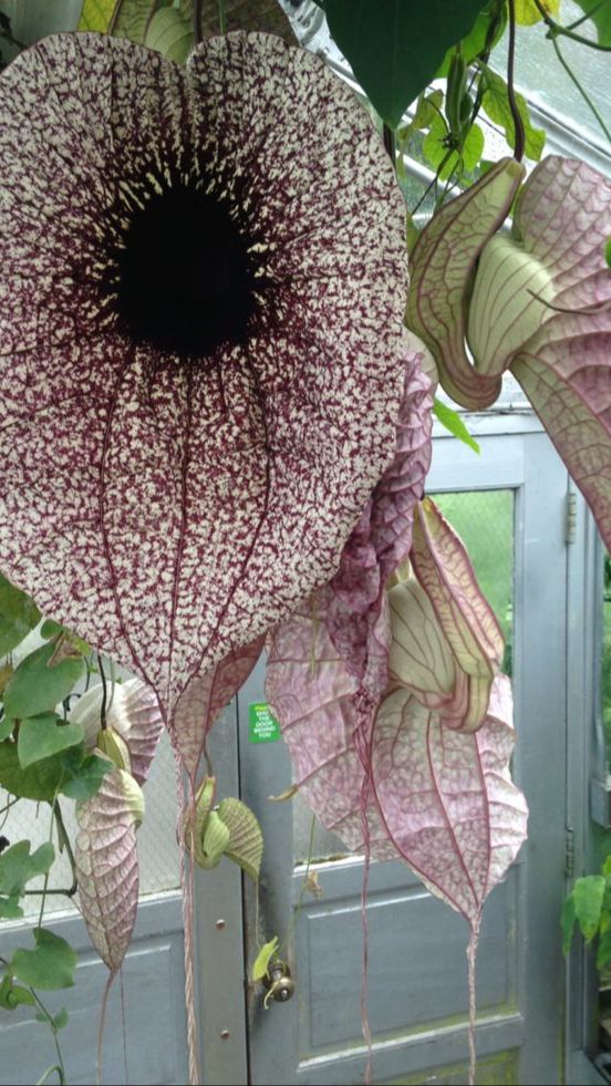Aristolochia grandiflora
