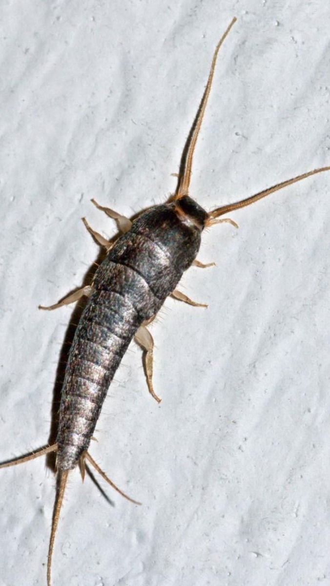 Ikan Gabus (Gegat)