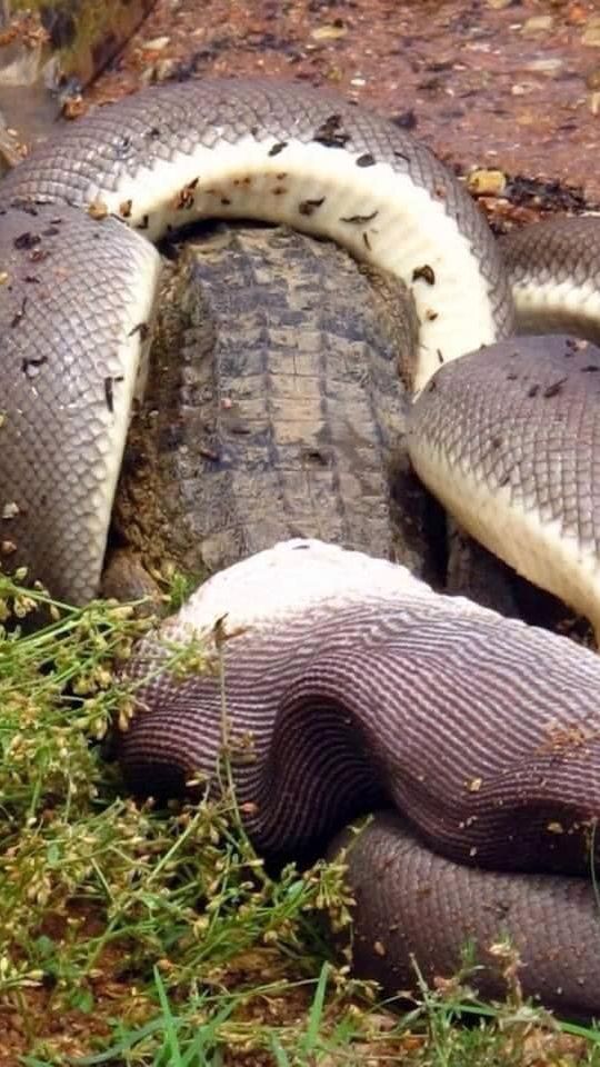 Merinding! Foto-foto Ular Piton Telan Buaya Bulat-bulat, Perlu Beberapa Bulan untuk Mencernanya hingga Habis