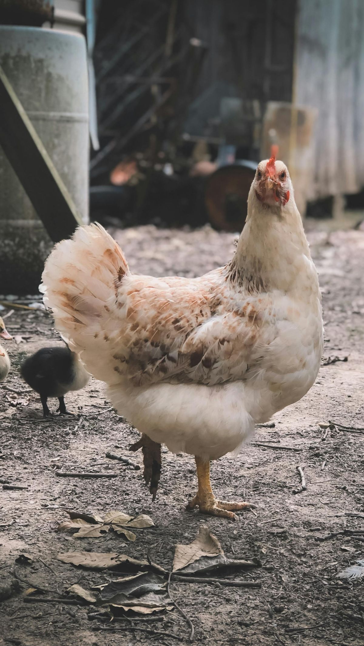 Cara dan Doa Menyembelih Ayam Sesuai Syariat Islam, Dagingnya Dijamin Halalan Thayyiban