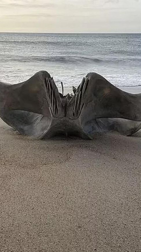 Misteri Tengkorak Raksasa dari Monster Laut Seberat 40 Ton yang Ditemukan Terdampar di Pantai AS Akhirnya Terkuak