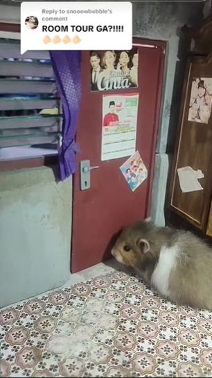 Sang pemilik hamster mendesain kandangnya bak sebuah rumah lengkap dengan perabotan ala rumahan di dalamnya