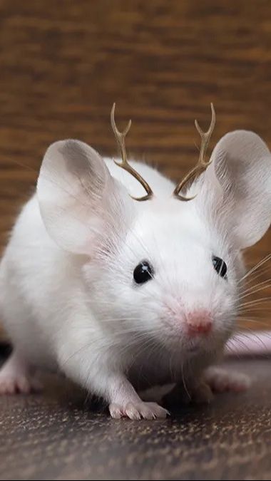 8. Tikus
