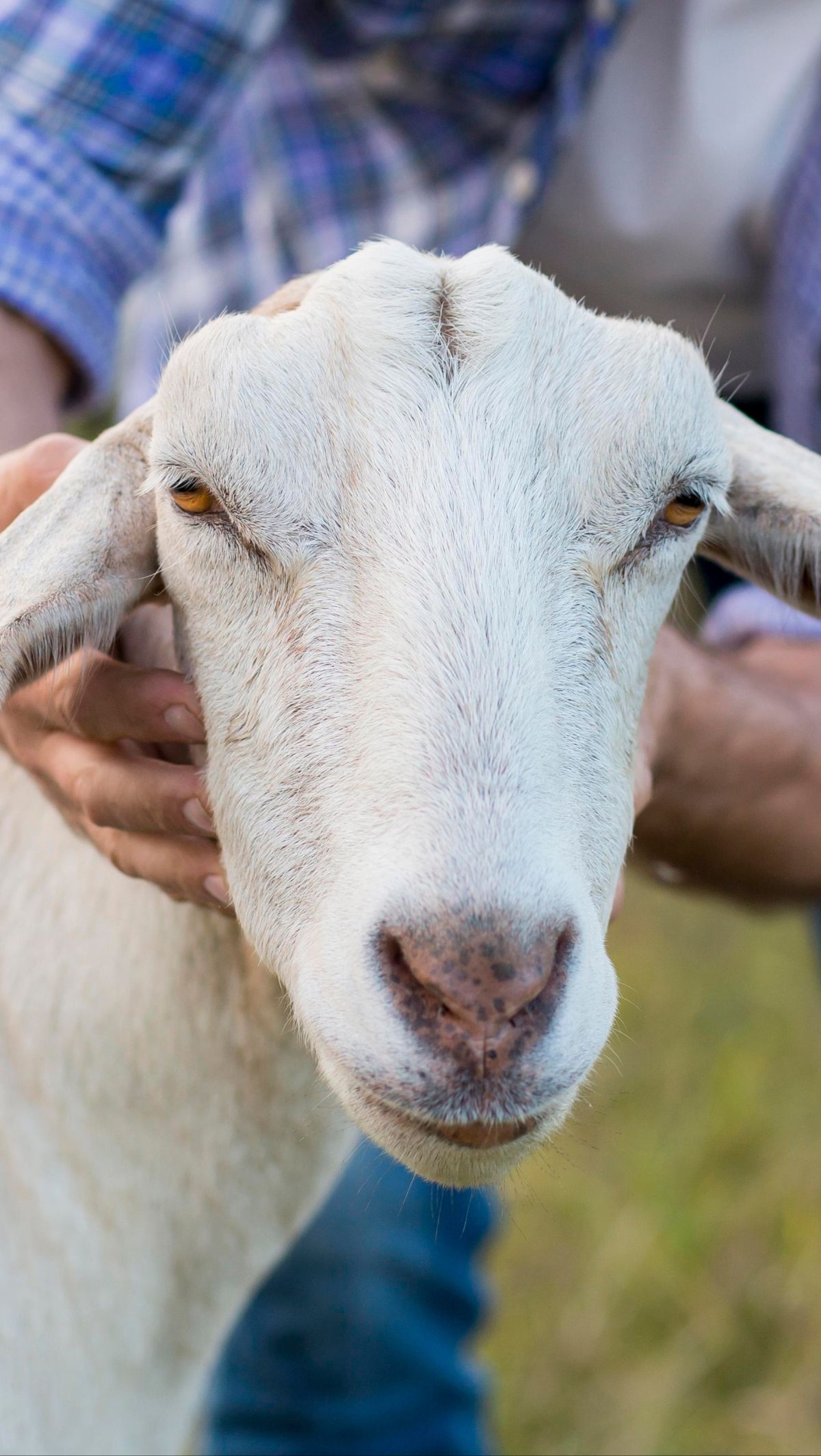 5 Larangan saat Berkurban yang Wajib Diketahui Umat Islam agar Ibadahnya Diterima Allah SWT, Salah Satunya Menjual Daging Kurban