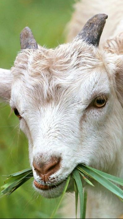 Daftar Harga Kurban Online Saat Tak Terburu Pesan di Tukang Kambing atau Sapi
