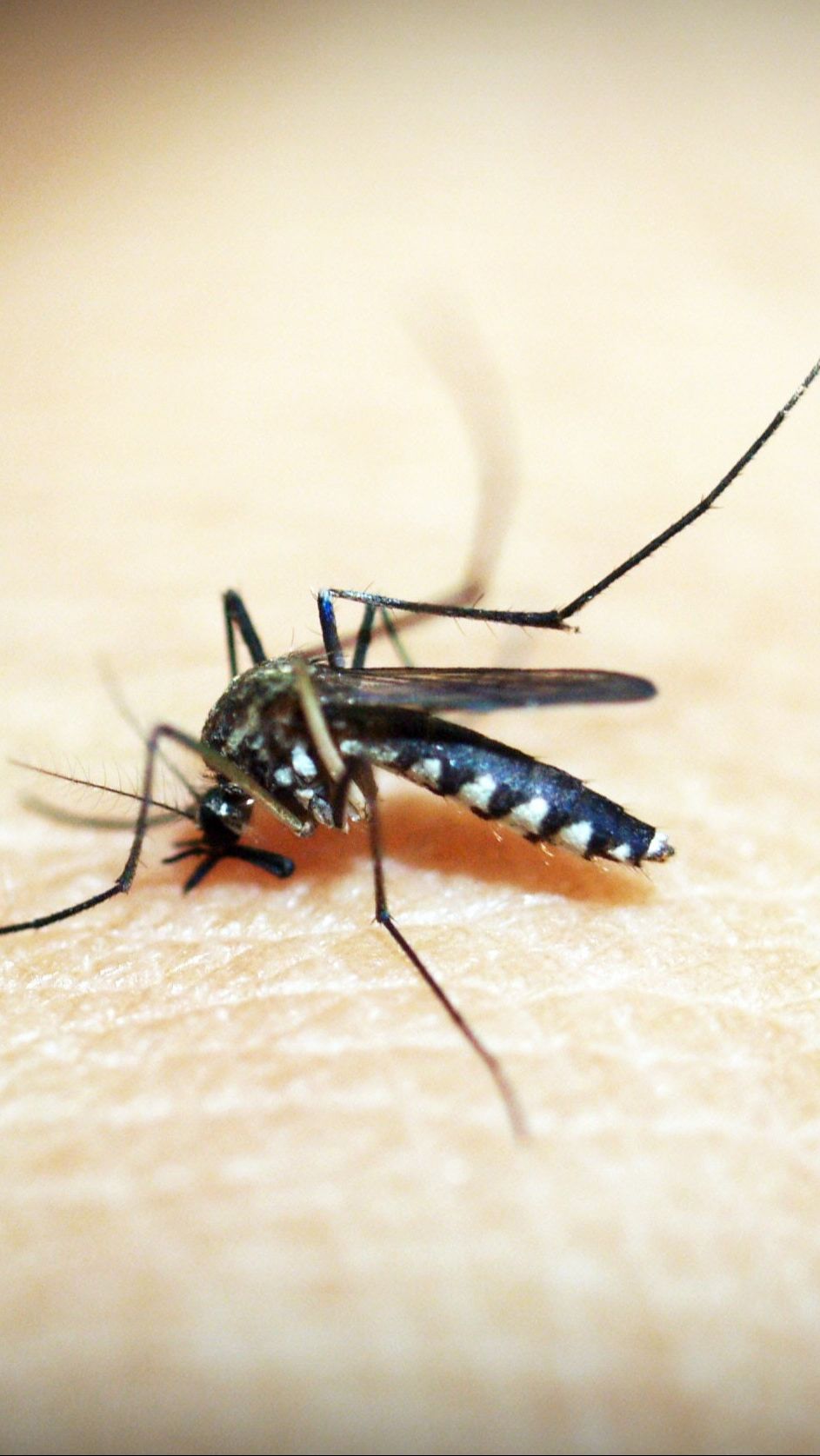 24. Mencegah Malaria