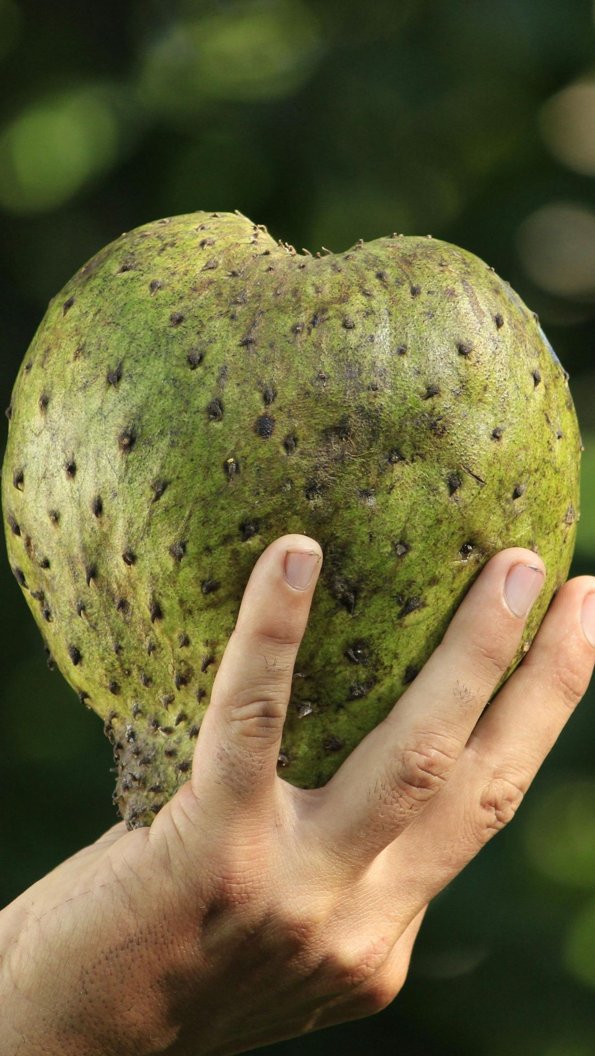 Manfaat Daun Sirsak untuk Kesehatan, Mulai Menjaga Tekanan