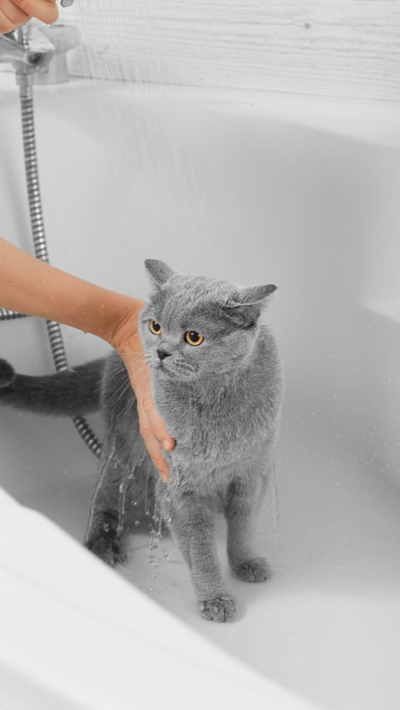 4. Rutin Grooming