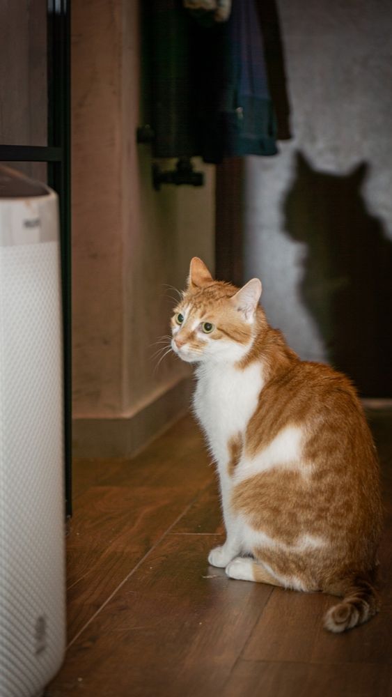 6. Gunakan Air Purifier