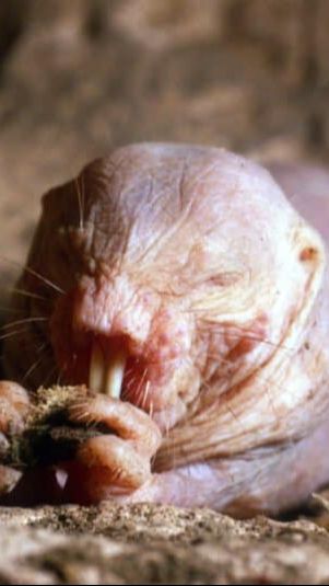 8. Tikus Tanah Telanjang atau Tidak Berbulu