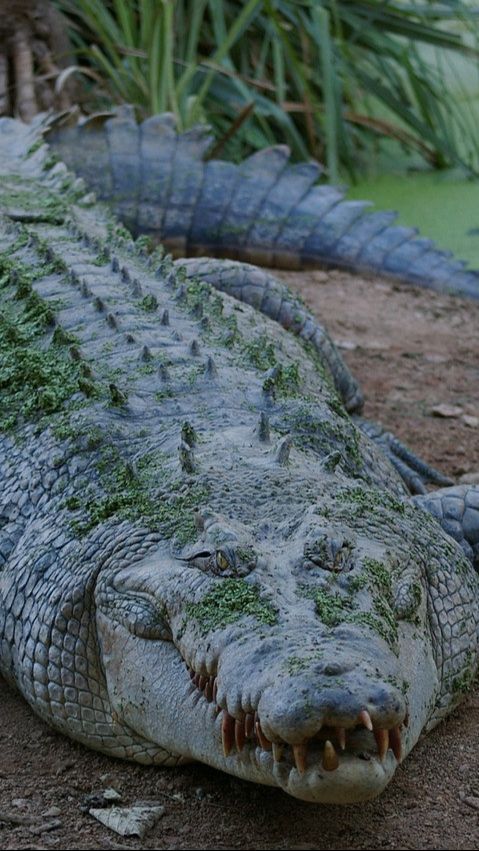 4. Buaya