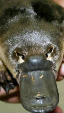 10. Platipus