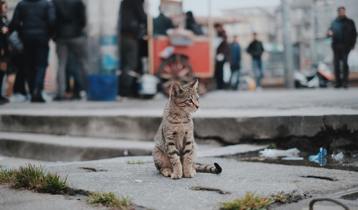 Doa Kucing Hilang