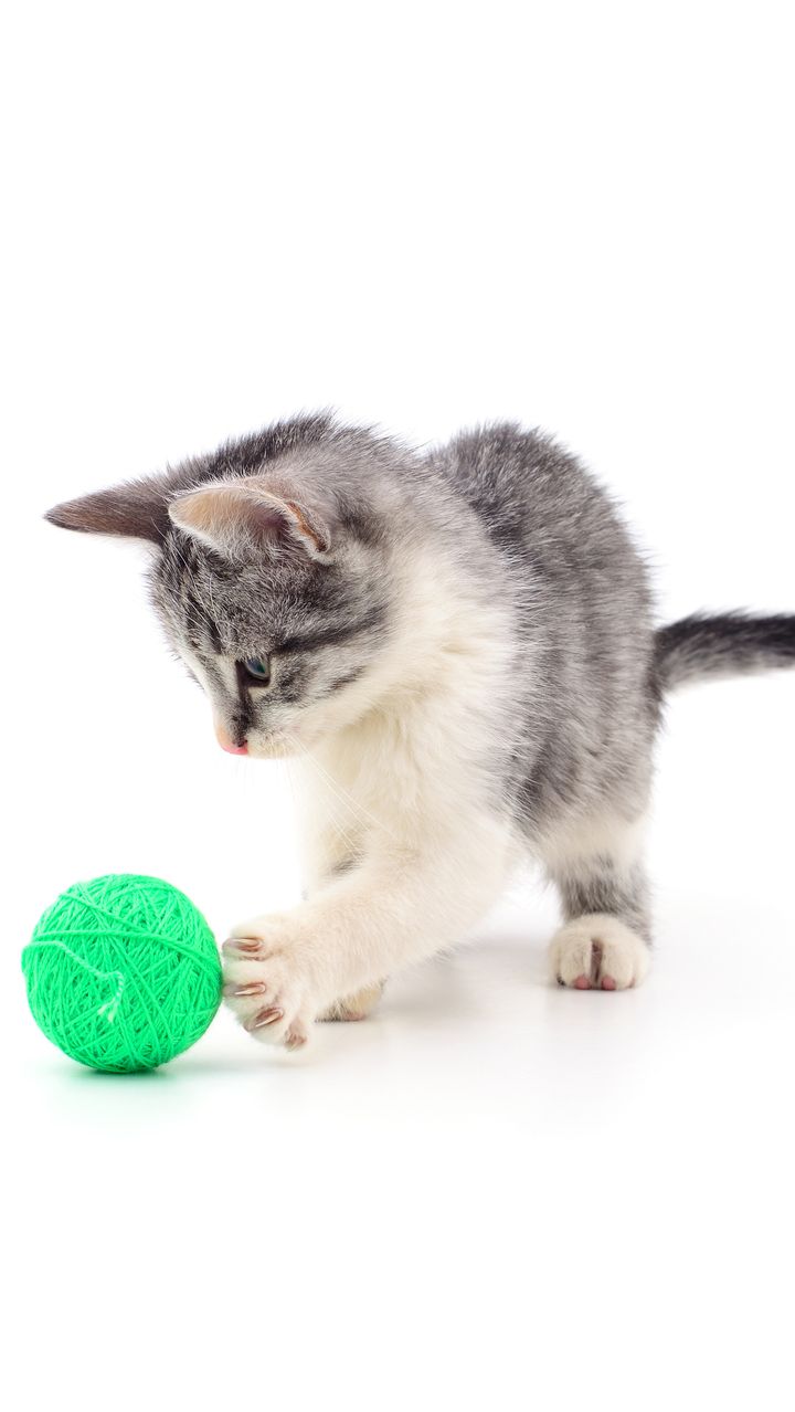 3. Kucing Rumah Menjadi Kucing Paling Ramah