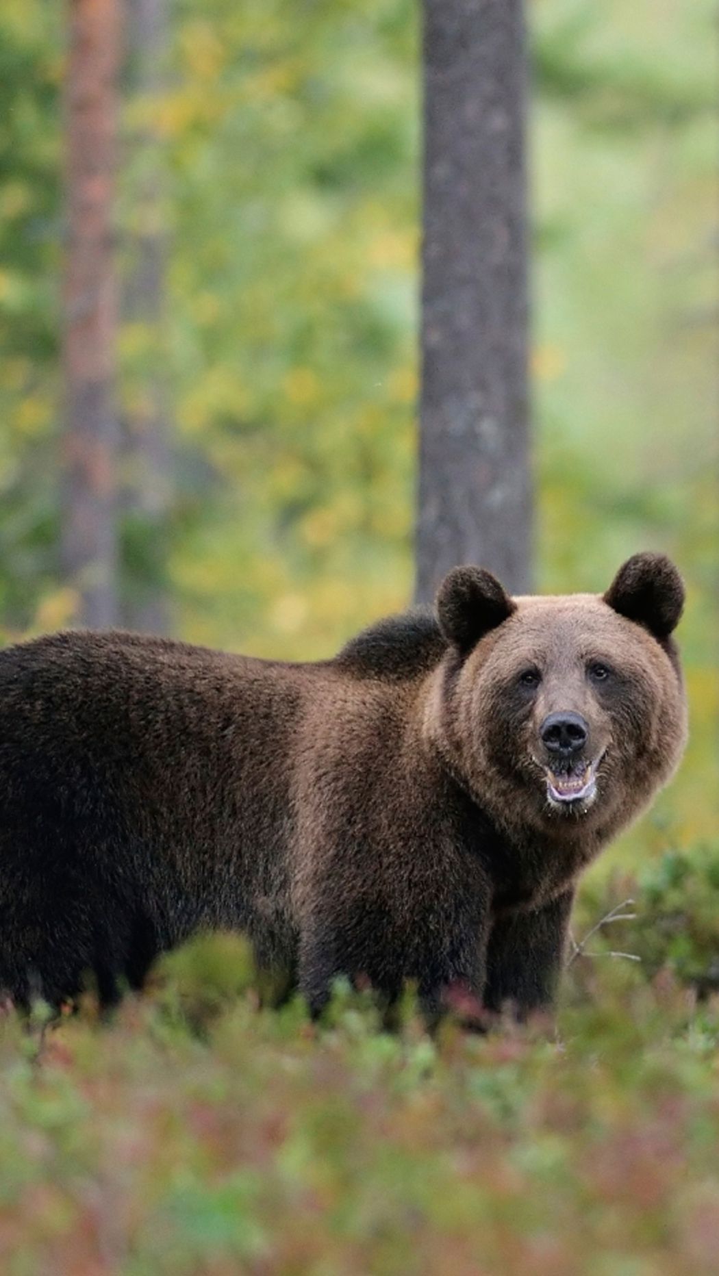 10. Beruang Grizzly