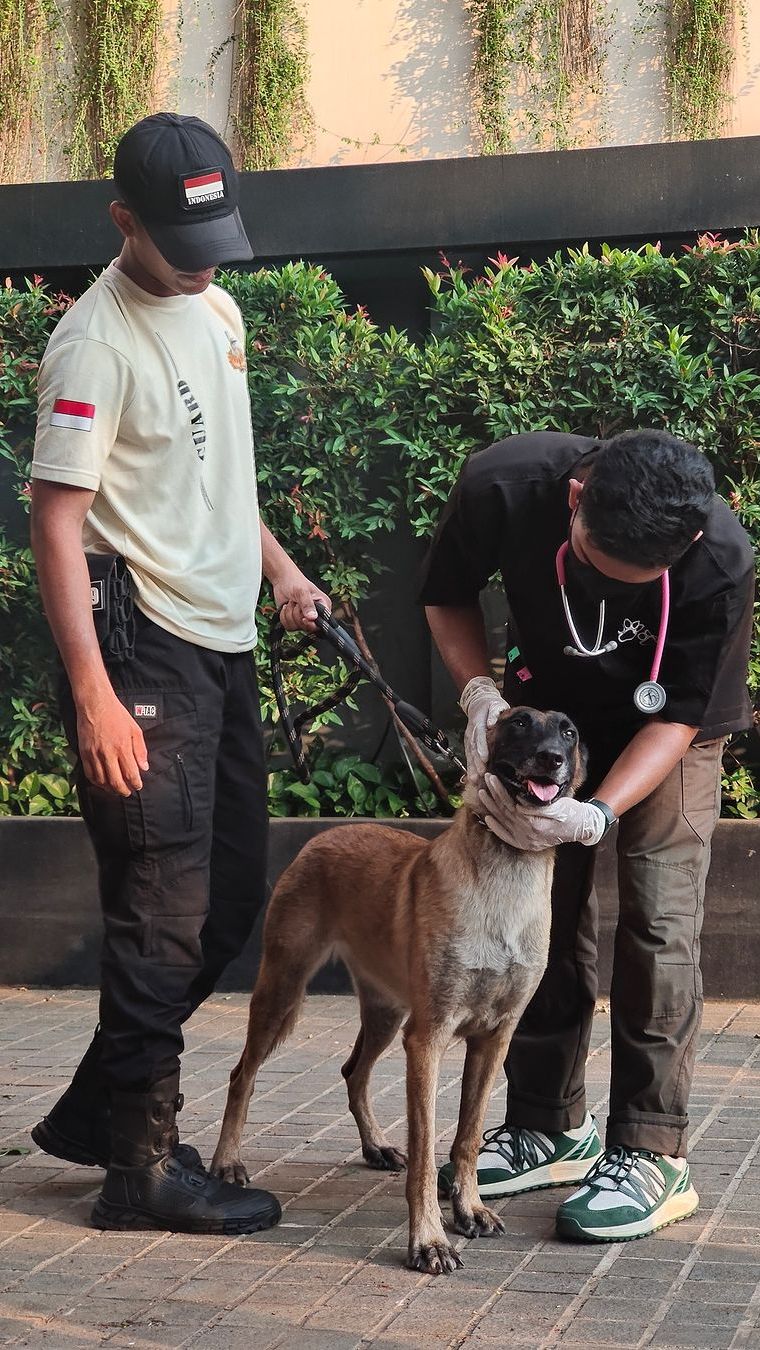 Jadi Sorotan Netizen, Begini Kondisi Anjing Penjaga Mal yang Viral Dipukul Sekuriti