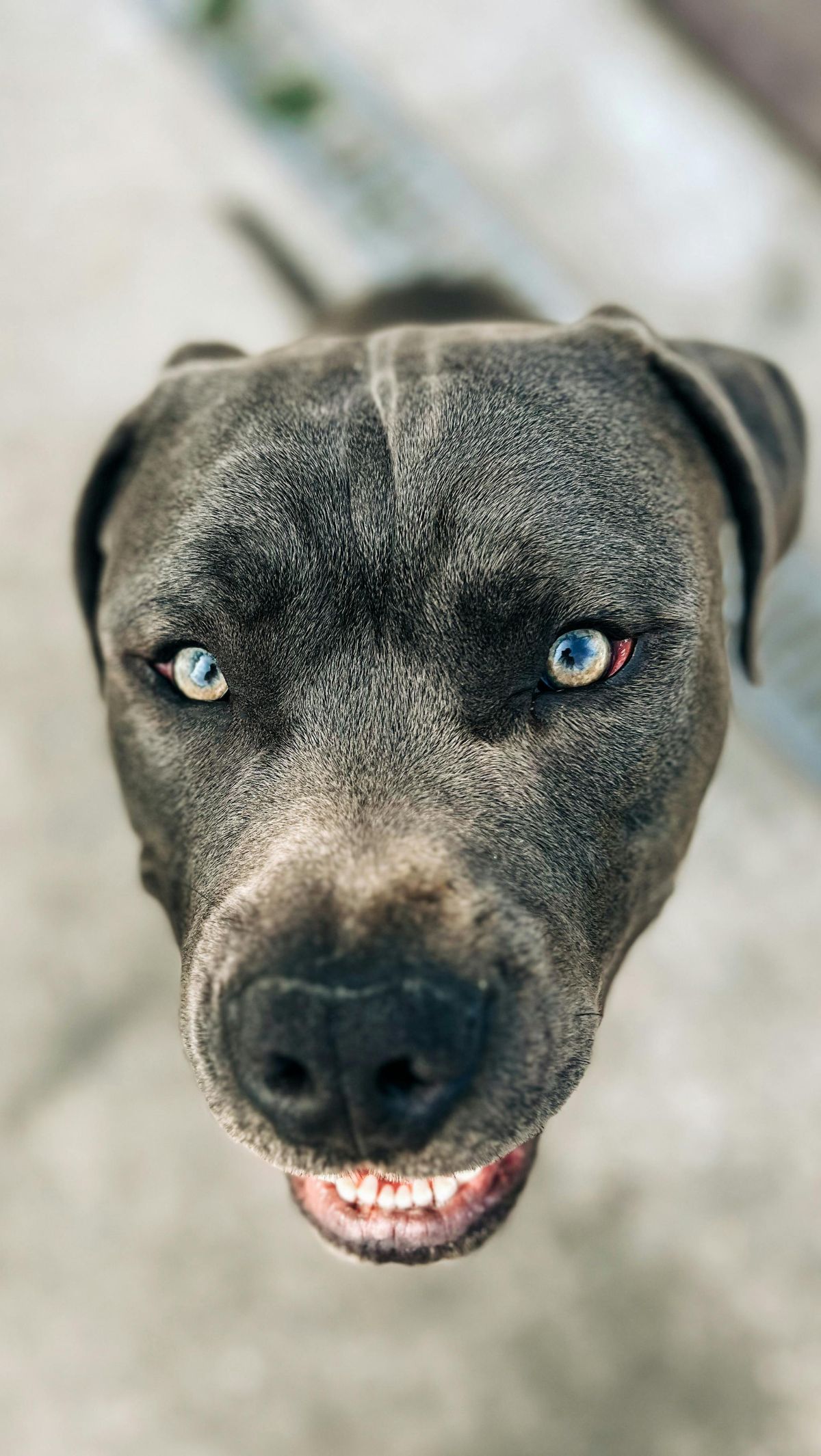 Doa saat Bertemu Anjing Galak dan Tips Menghadapinya agar Tetap Aman