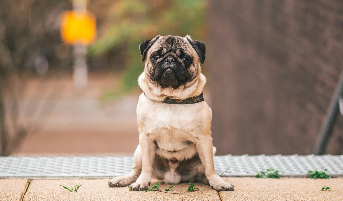 Tips saat Berhadapan dengan Anjing Galak