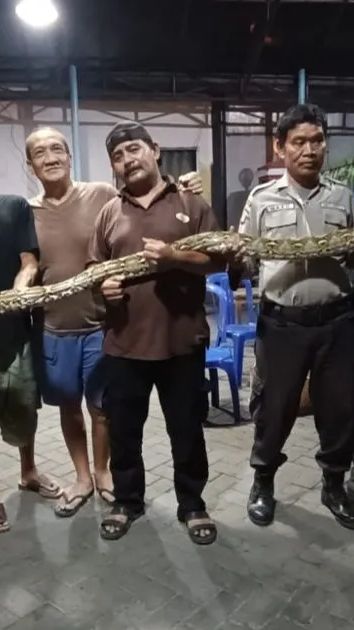 Geger Warga Bekasi Temukan Ular Sanca, Ada 30 Telur di Sarangnya