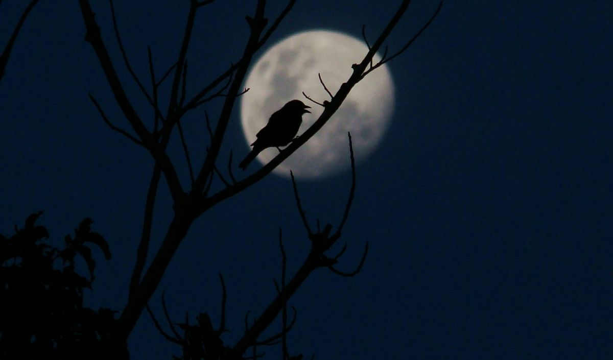 Mitos Mendengar Suara Burung di Malam Hari
