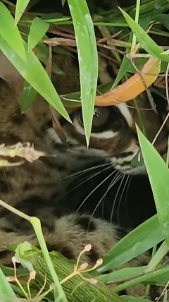 Mungil dan Lucu, Macan Akar yang Dilindungi Undang-undang Ditemukan di Tengah Sawah