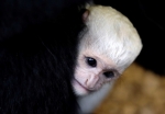 Lucunya Bayi Monyet Guereza yang Langka di Praha