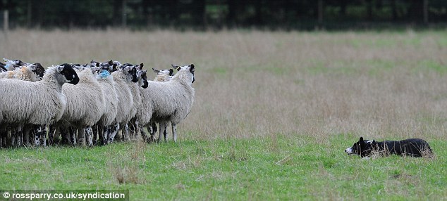 Kisah Pria Dan Anjing Seharga Rp 129 Juta Merdeka Com
