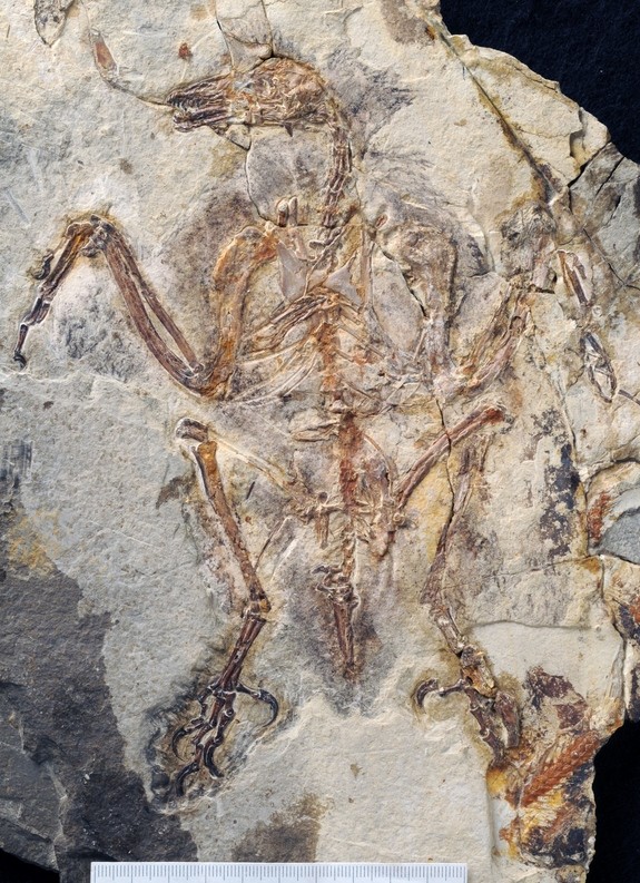 Fosil burung bergigi