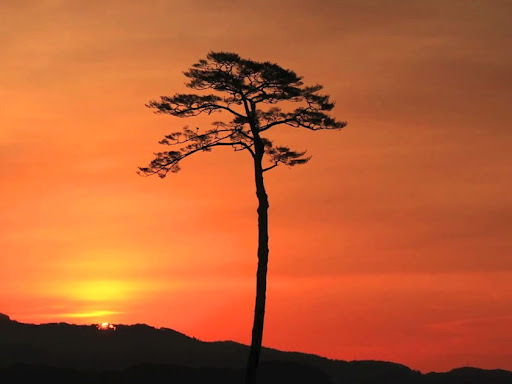 Pohon ajaib ini jadi monumen kehormatan Jepang  merdeka.com