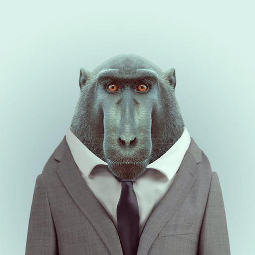 Featured image of post Monyet Pake Jaket Jaket kulit merupakan salah satu kebutuhan fashion pria