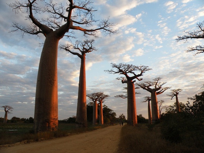 Baobab, legenda pohon yang tumbuh terbalik | merdeka.com